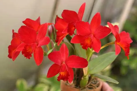 Sophrolaeliocattleya Little Hazel 'M'