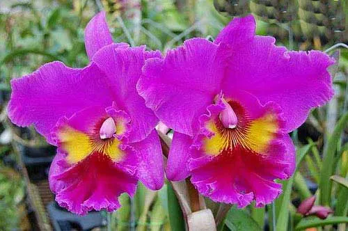 Brassolaeliocattleya King of Taiwan