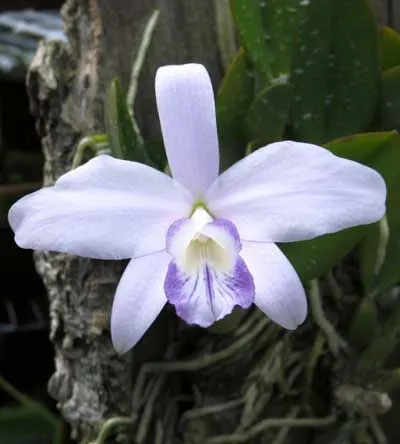 Laelia sincorana coerulea