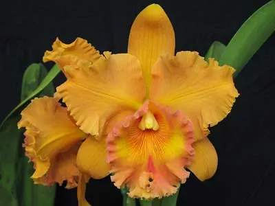 Potinara Spanish Eyes 'Tian Mu' (Apricot Flare x Memoria Wang Tzu-Chang)