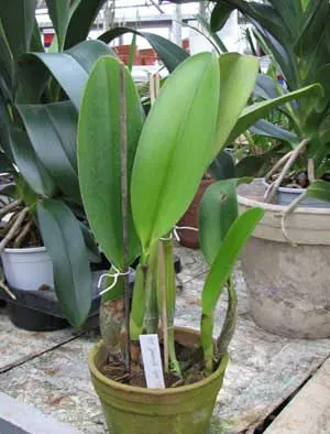 Potinara Spanish Eyes 'Tian Mu'