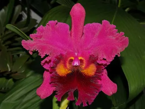Brassolaeliocattleya Sanyung Ruby (Waianae Coast x Chia Lin)