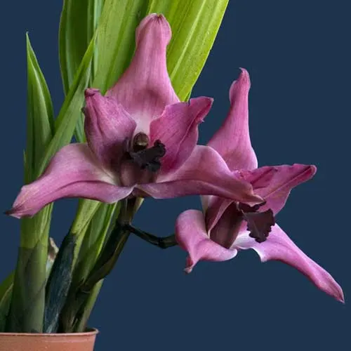 Maxillacaste Heinz Michael Pinkepank