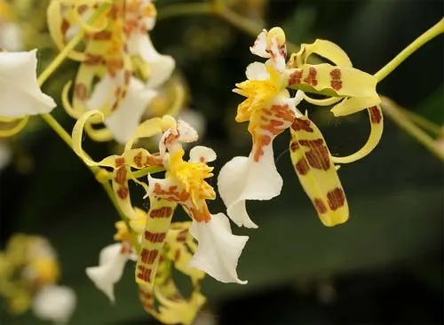 Miltonia phymatochila