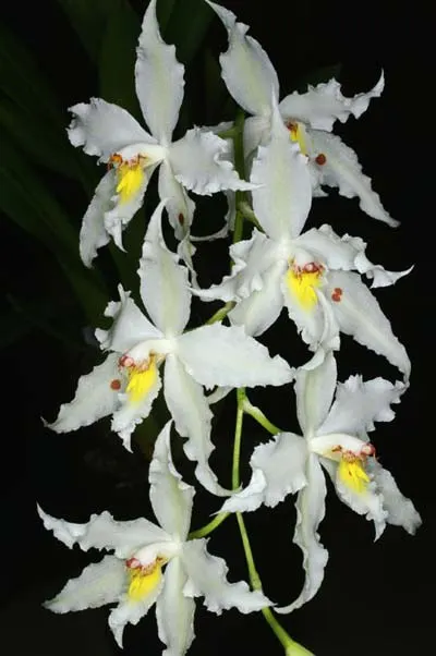 Odontoglossum crispum