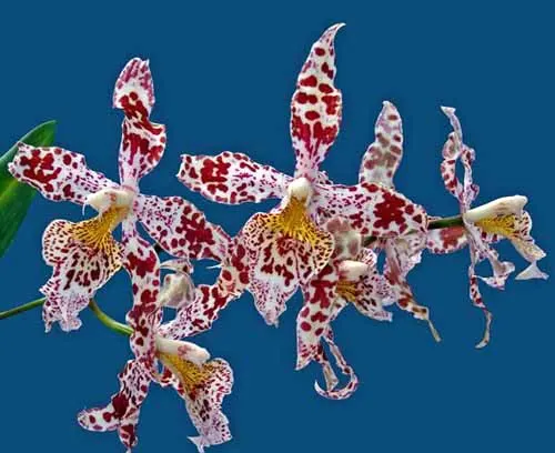 Odontoglossum Cynthia Hill