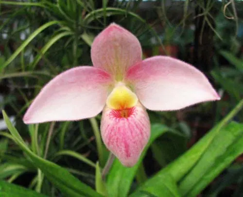 Phragmipedium Hanne Popow (besseae x schlimii)