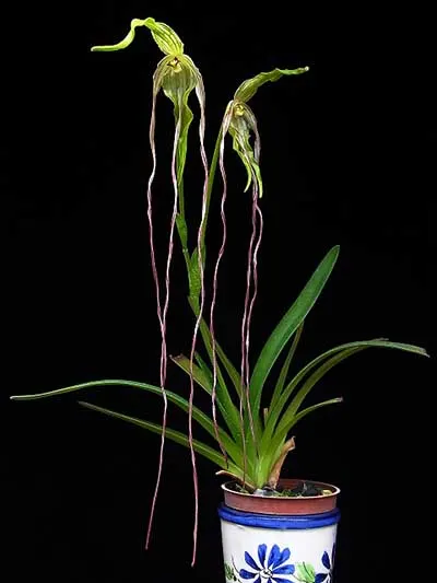 Phragmipedium lindenii