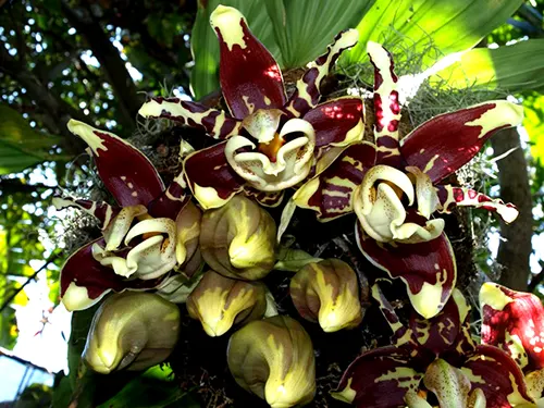 Stanhopea nigroviolacea