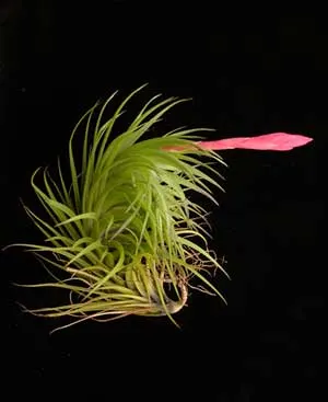 Tillandsia tenuifolia