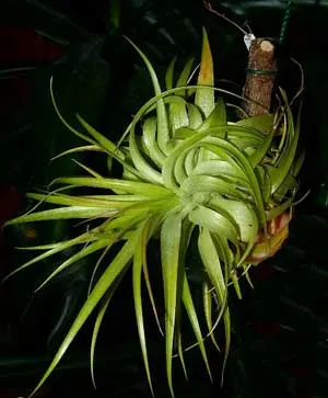 Tillandsia geminiflora