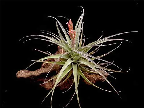 Tillandsia latifolia