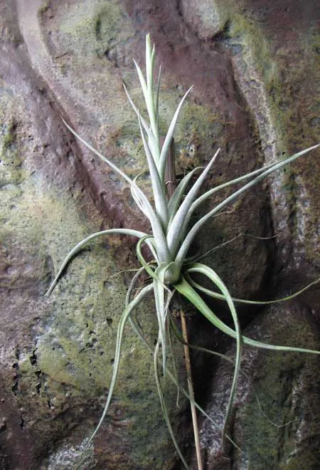 Tillandsia karwinskiana