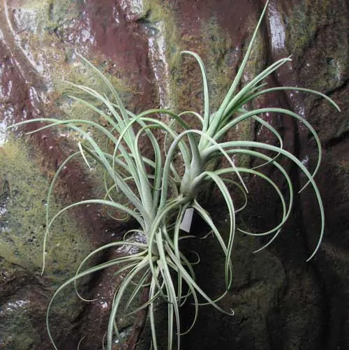 Tillandsia hybrid \'Papas Liebling\'