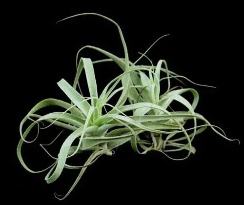 Tillandsia cacticola