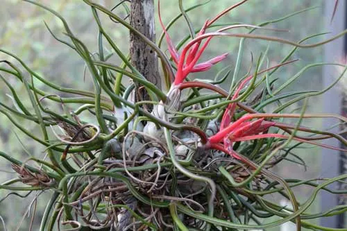 Tillandsia bulbosa
