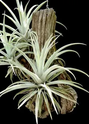 Tillandsia hondurensis