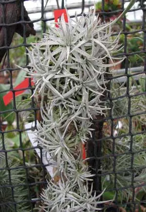 Tillandsia mauryana
