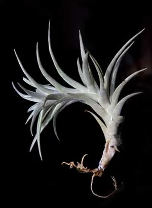 Tillandsia edithae