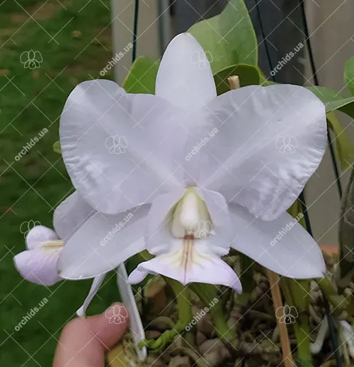 Cattleya nobilior amalie