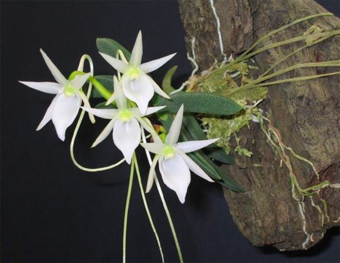 Angraecum aloifolium