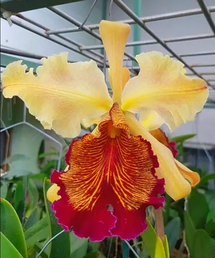 Cattleya dowiana 'NW" x self