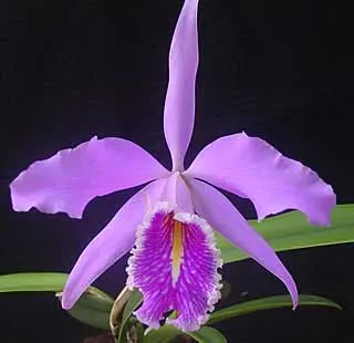 Cattleya maxima 'Jorg'
