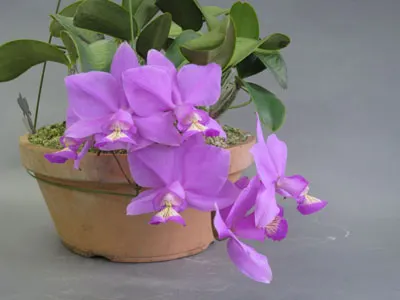 Cattleya nobilior