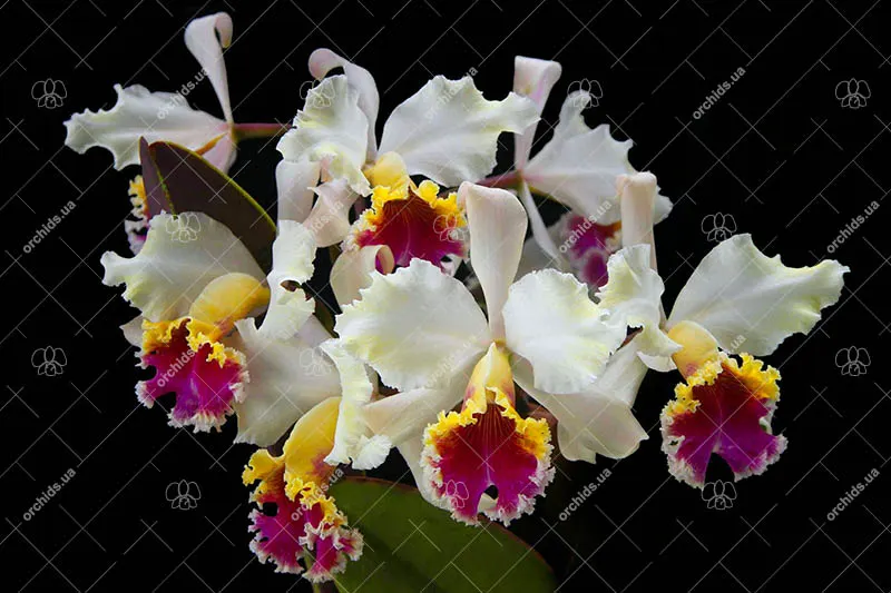 Cattleya rex var Ayacucho