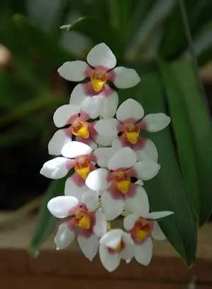 Sarcochilus fitzgeraldii