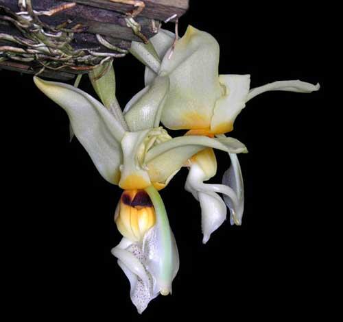 Stanhopea lietzei