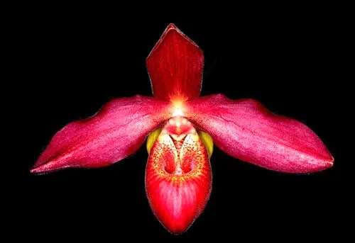 Phragmipedium Memory Dick Clements (besseae x sargentianum)