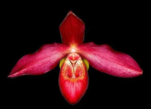 Phragmipedium Memory Dick Clements (besseae x sargentianum)