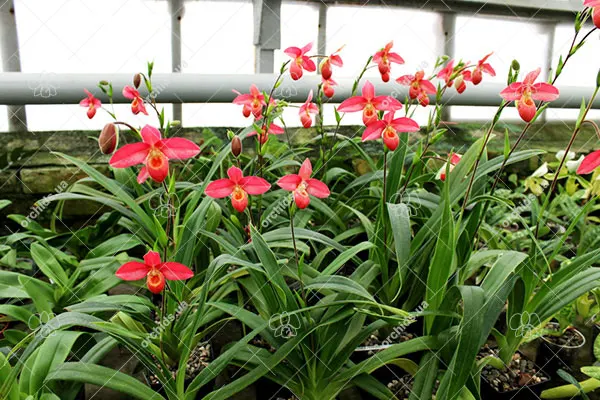 Phragmipedium Andean Fire (besseae x lidleyanum)