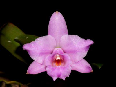 Laelia alaori x self