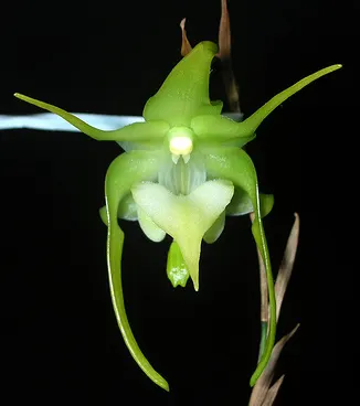 Aeranthes grandiflora