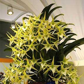 Angraecum Crestwood 'Tomorrow Star'