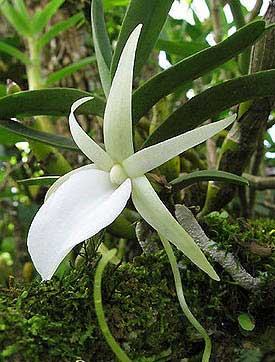 Angraecum didieri