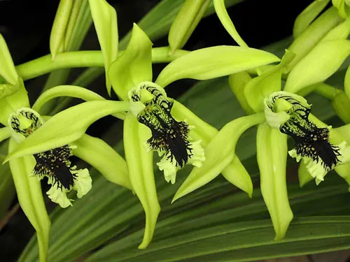 Coelogyne pandurata
