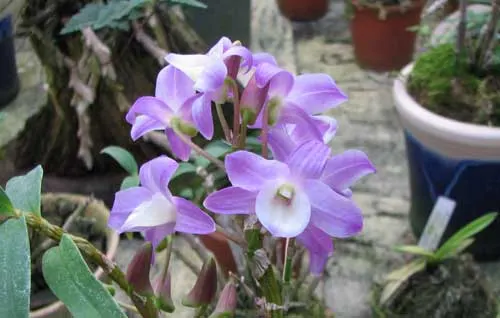 Dendrobium Hamana Lake (Dendrobium Kurenai × Dendrobium Snow Angel)