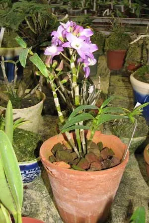 Dendrobium Hamana Lake (Dendrobium Kurenai × Dendrobium Snow Angel)