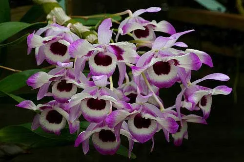 Dendrobium nobile var. cooksonianum