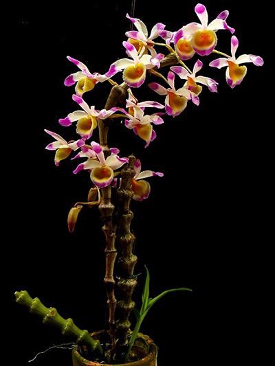 Dendrobium pendulum