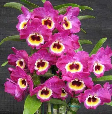 Dendrobium Red Emperor 'Prince'