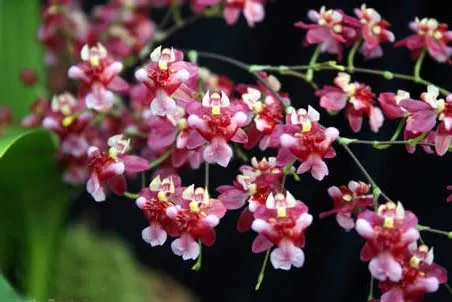 Oncidium Twinkle 'CT Delight'