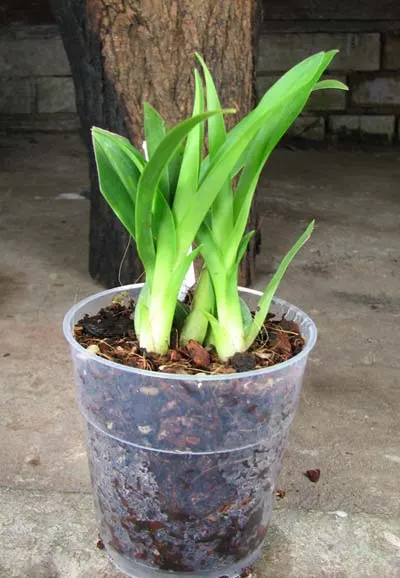 Oncidium Twinkle 'CT Delight'
