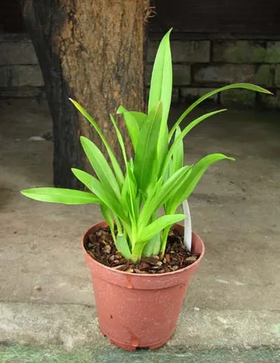 Oncidium Twinkle 'CT Flamingo'