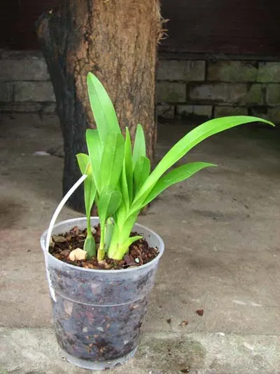 Oncidium Twinkle 'CT White Strong'