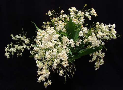 Oncidium Twinkle 'Fragrance Fantasy'