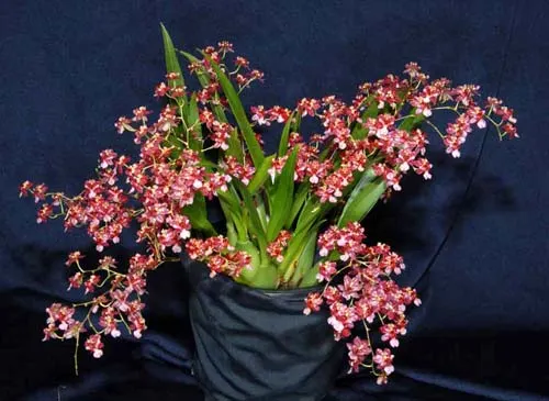 Oncidium Twinkle 'Red Fantasy'